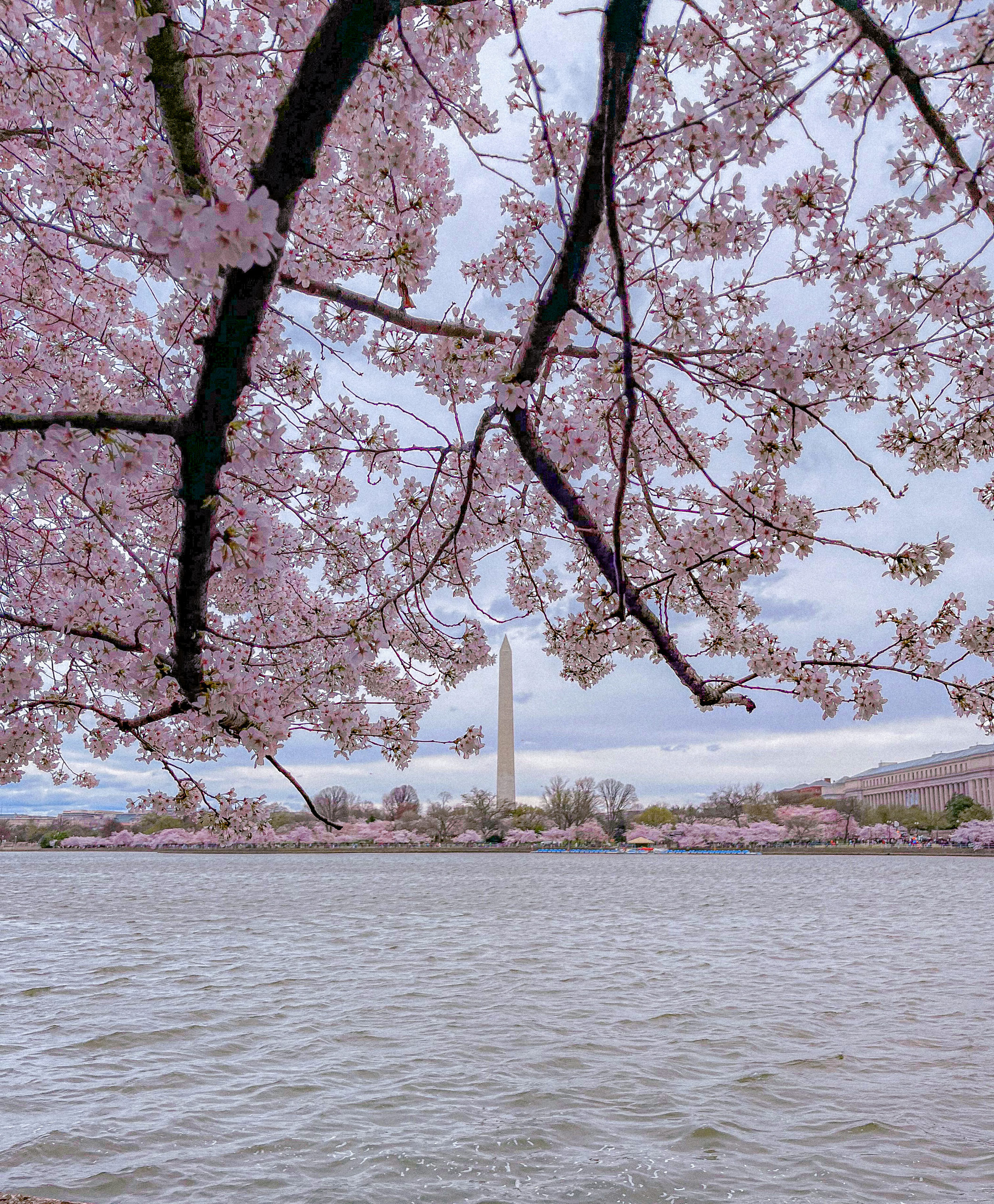 Washington Wizards - We're celebrating Cherry Blossom Night on March 29,  including: 🌸 The launch of the new Bloom City NFT Collection 🌸 Special  in-game programming and performances 🌸 Cherry Blossom shooting